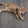 Louuie joined the competition — help win amazing prizes! tabby_cat, cat, pet, animal, feline, collar, striped, lying_down, wooden_floor, indoor, relaxed, sleeping, domestic_cat, mammal, whiskers, paws, fur, quiet, resting, cute