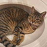 animal, bathroom, cat, collar, curious, cute, domestic, ears, faucet, fur, indoor, paw, pet, relaxed, resting, sink, tabby, toothbrush_holder, whiskers, white_sink