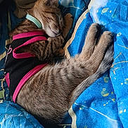 Louuie is registered to the contest to win money with this photo: cat, tabby, sleeping, pet_clothing, collar, blue_blanket, cozy, indoor, feline, resting, cute, fur, animal, cute_pet, domestic_cat, nap, relaxed, soft, whiskers, striped