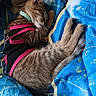 cat, tabby, sleeping, pet_clothing, collar, blue_blanket, cozy, indoor, feline, resting, cute, fur, animal, cute_pet, domestic_cat, nap, relaxed, soft, whiskers, striped