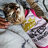 animal, bed, blanket, cat, closeup, clothing, crown, cute, domestic_cat, feline, gold, hand, indoor, marble_pattern, pet, pink, portrait, relaxed, tabby_cat, whiskers