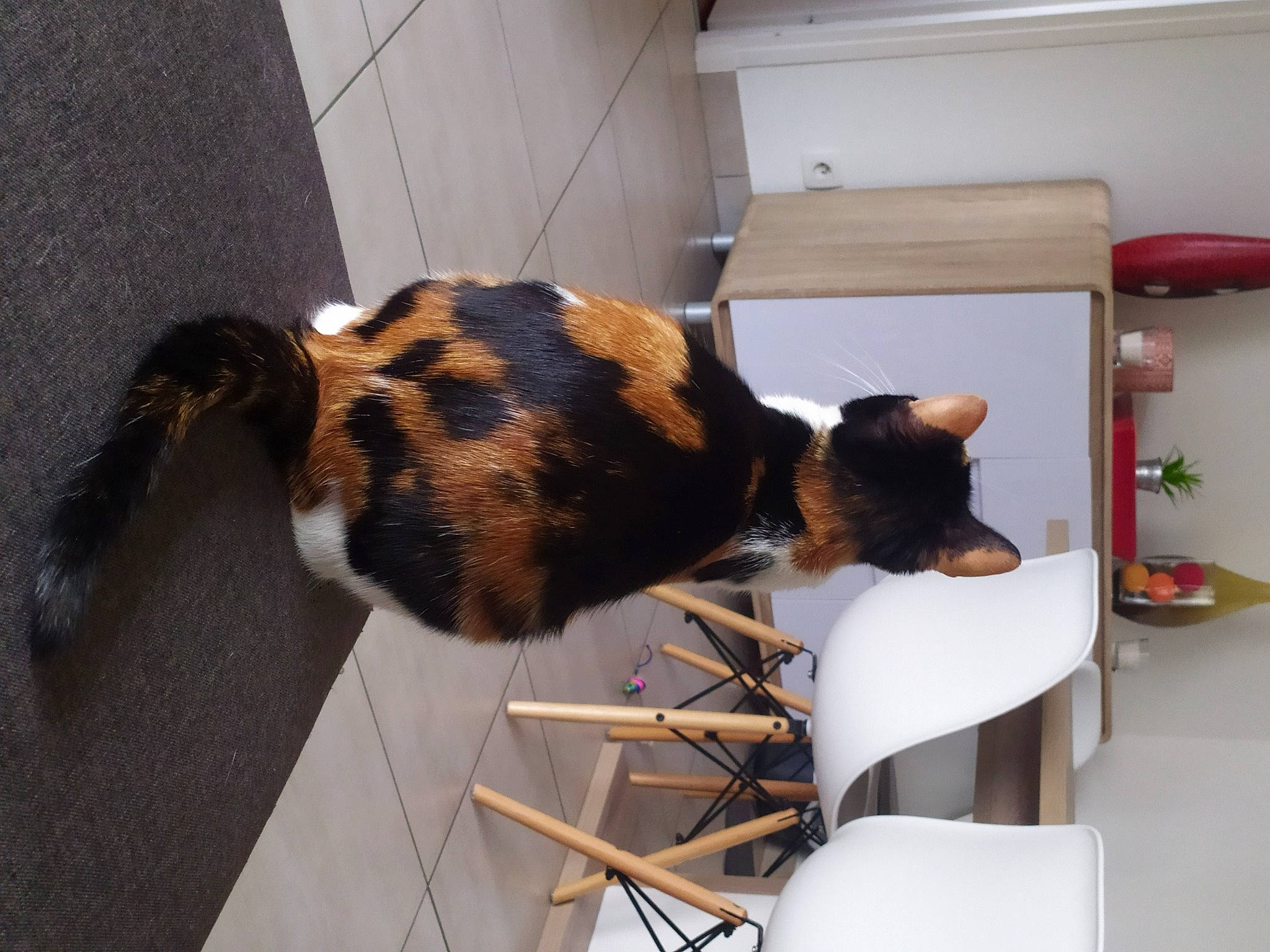 Romy a rejoint le concours — aidez-le/la à gagner de superbes lots ! animal_shelter, carnivore, cat, chair, claw, comfort, domestic_short_haired_cat, fawn, felidae, flooring, flowerpot, fur, houseplant, room, small_to_medium_sized_cats, tail, terrestrial_animal, whiskers, window, wood