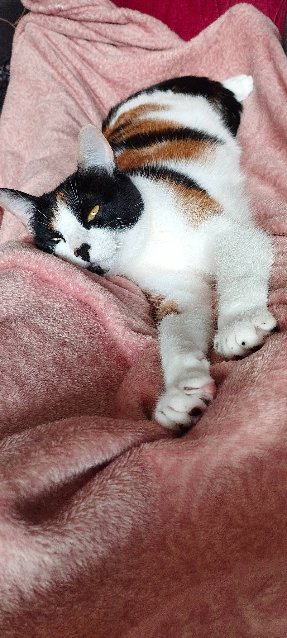 Romy participe au concours pour gagner de l'argent avec cette photo : carnivore, cat, claw, comfort, domestic_short_haired_cat, felidae, fur, nap, paw, photography, sleep, small_to_medium_sized_cats, tail, terrestrial_animal, textile, whiskers