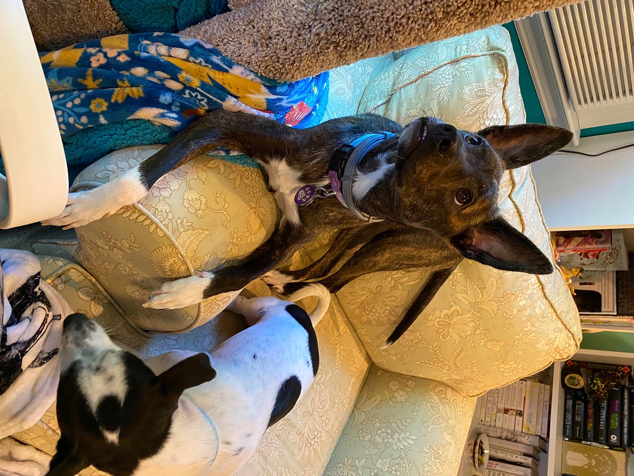 Topanga joined the competition — help win amazing prizes! canidae, carnivore, collar, comfort, companion_dog, dog, dog_breed, dog_collar, dog_supply, fawn, felidae, guard_dog, pet_supply, pinscher, shelf, snout, sporting_group, terrestrial_animal, toy_dog, working_animal