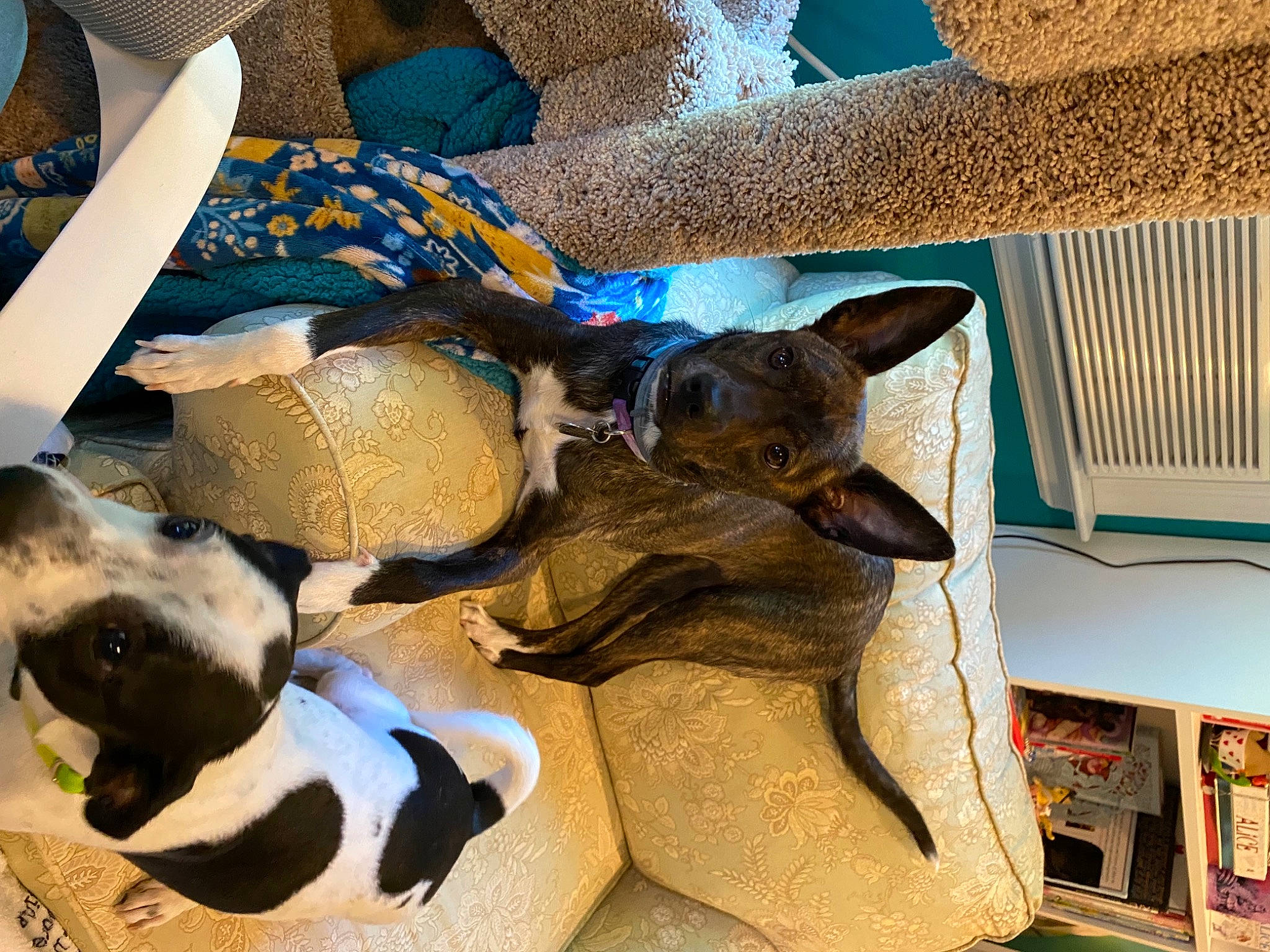 Topanga is registered to the contest to win money with this photo: blue, carnivore, cat, cat_supply, comfort, dog_breed, fawn, felidae, mammal, pattern, small_to_medium_sized_cats, terrestrial_animal, vertebrate, wood, working_animal