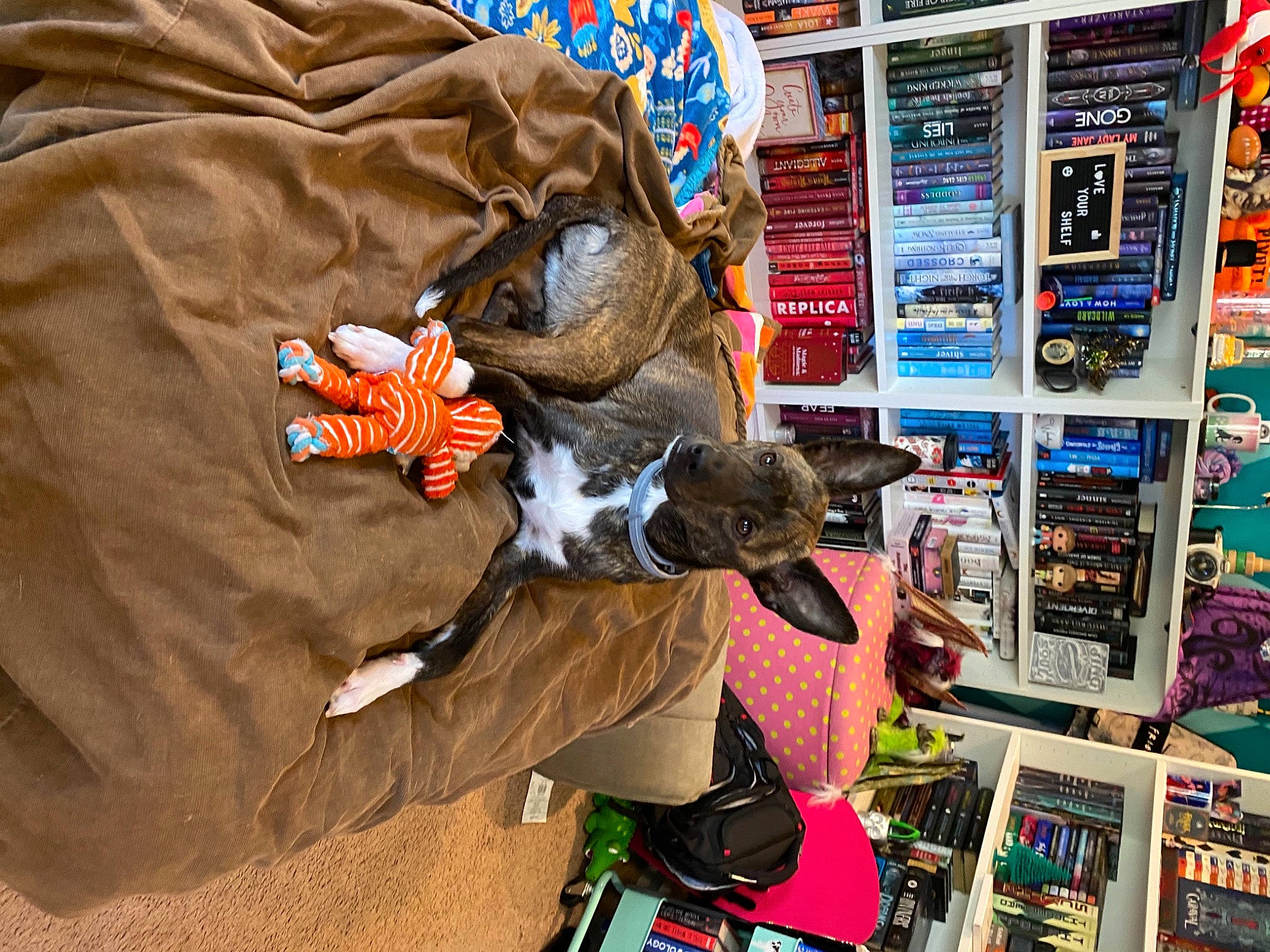 Topanga is registered to the contest to win money with this photo: art, bag, carmine, felidae, fictional_character, fun, fur, headgear, machine, product, publication, recreation, retail, room, shelf, shoe, sneakers, stuffed_toy, t_shirt, toy