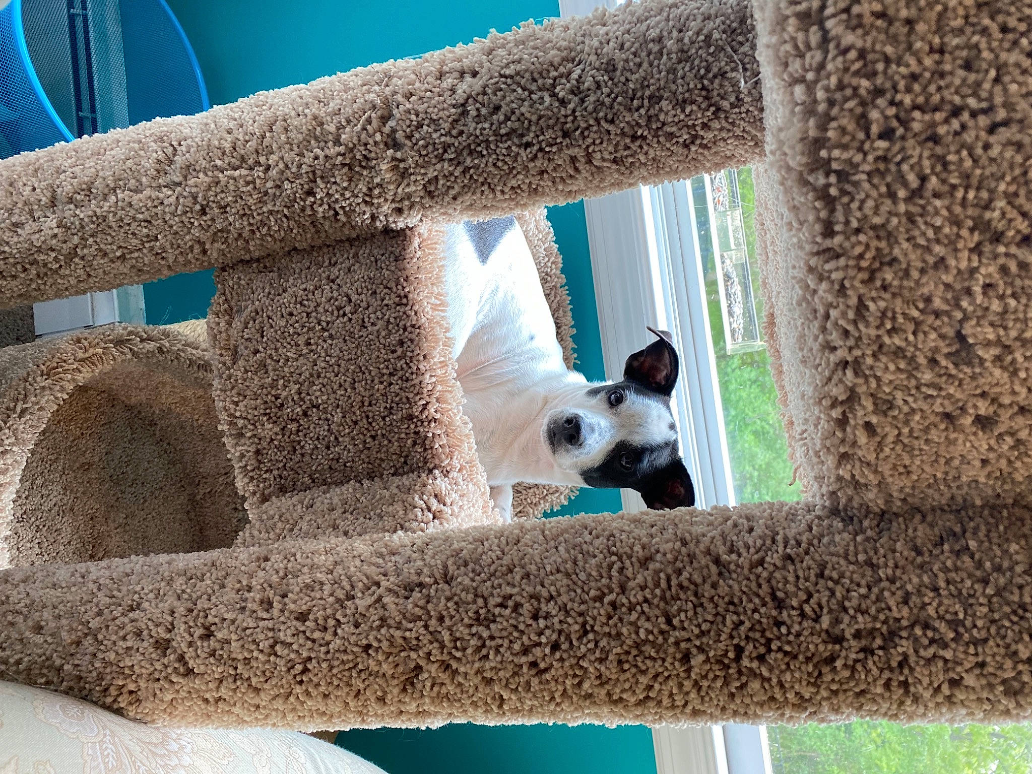 Sketch joined the competition — help win amazing prizes! azure, blue, carnivore, companion_dog, dog, fawn, grass, green, leisure, panda, photograph, plant, stairs, tail, tints_and_shades, tree, trunk, vertebrate, window, wood