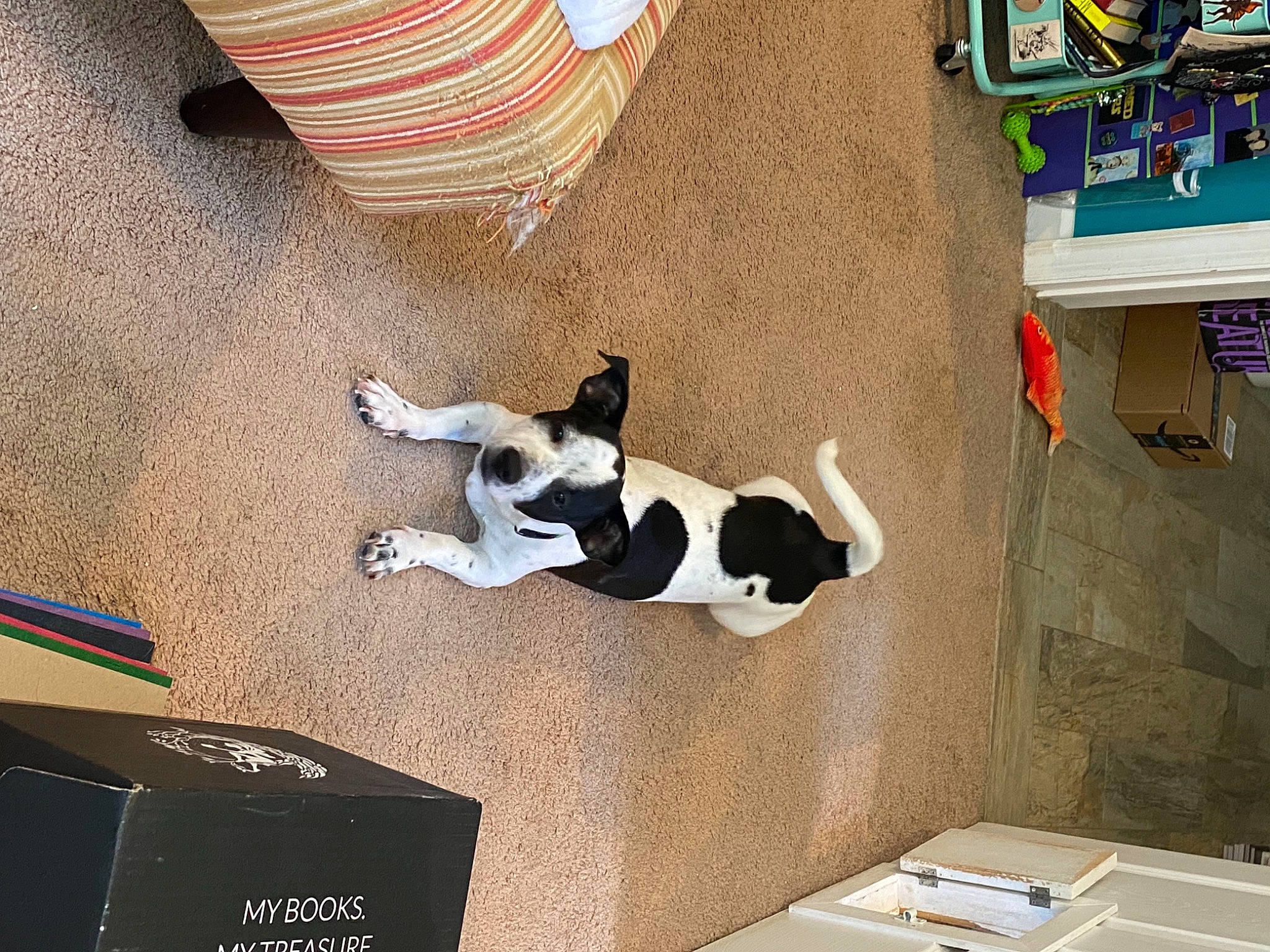 Sketch is registered to the contest to win money with this photo: art, canidae, carnivore, companion_dog, dog, dog_breed, fawn, floor, flooring, hardwood, human_leg, non_sporting_group, room, shadow, sporting_group, tail, visual_arts, white, wood, world