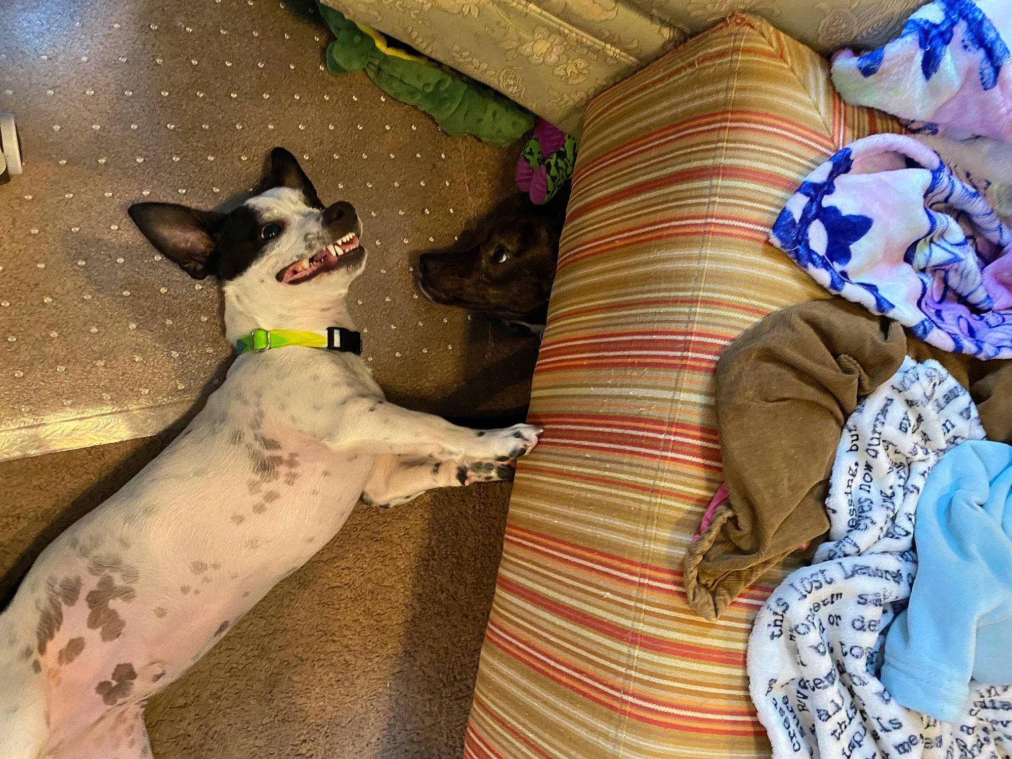 Sketch is registered to the contest to win money with this photo: baby_toddler_clothing, canidae, carmine, carnivore, comfort, companion_dog, dog, dog_breed, dog_supply, fawn, felidae, hat, linens, pattern, pillow, small_to_medium_sized_cats, snout, sporting_group, throw_pillow, vertebrate