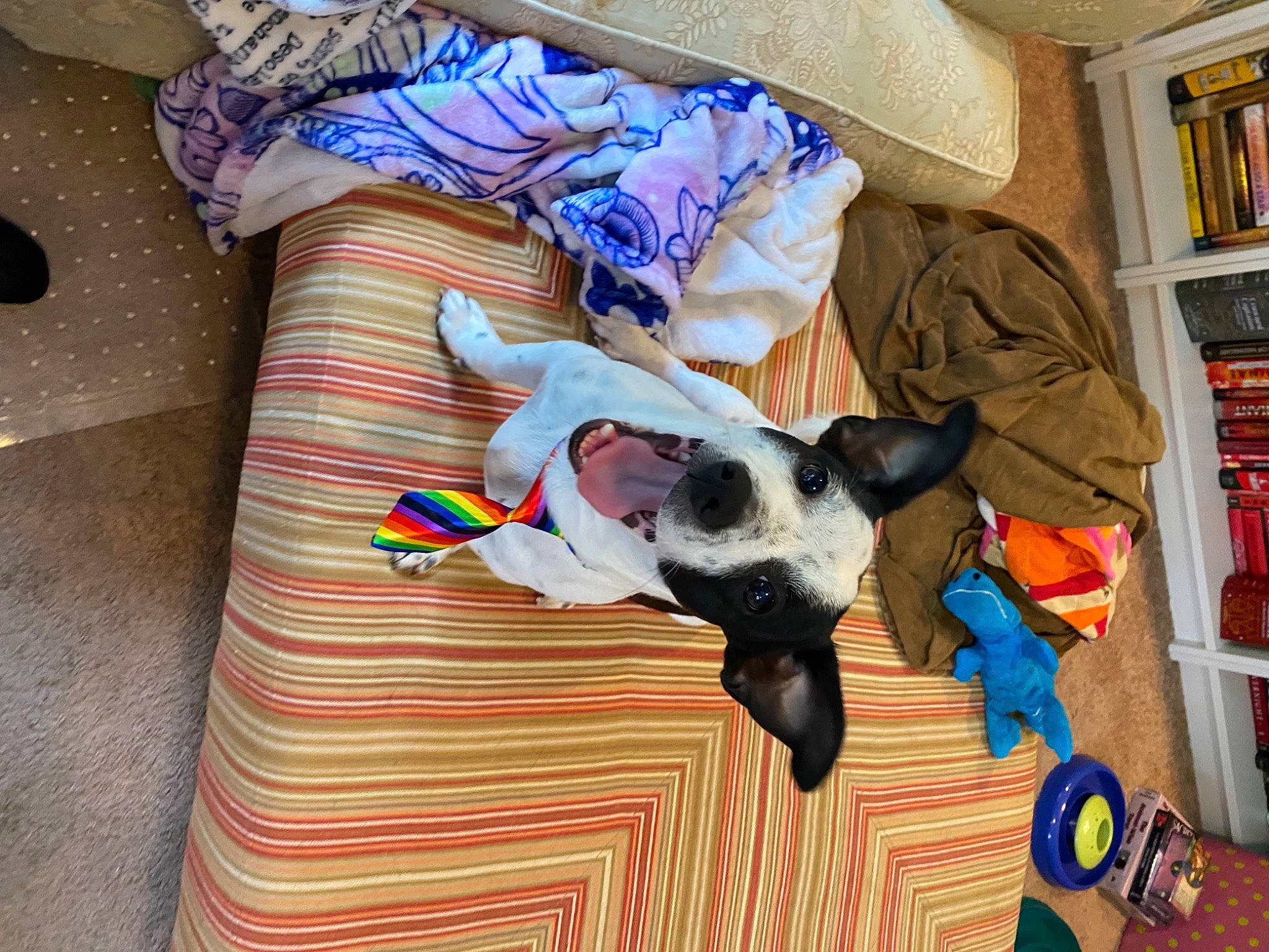 Sketch joined the competition — help win amazing prizes! bookcase, canidae, carnivore, comfort, companion_dog, dog, dog_breed, dog_supply, fawn, flooring, hardwood, linens, pet_supply, publication, room, shelf, shelving, sporting_group, toy_dog, working_animal