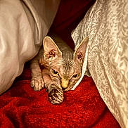 Suki joined the competition — help win amazing prizes! sphynx_cat, cat, hairless_cat, pet, animal, bed, blanket, cozy, indoor, resting, wrinkled_skin, ears, paw, feline, cute, looking, red_blanket, patterned_blanket, soft_texture, closeup