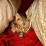 sphynx_cat, cat, hairless_cat, pet, animal, bed, blanket, cozy, indoor, resting, wrinkled_skin, ears, paw, feline, cute, looking, red_blanket, patterned_blanket, soft_texture, closeup
