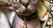Suki is registered to the contest to win money with this photo: sphynx_cat, cat, pet, animal, close_up, portrait, blanket, cozy, indoor, feline, ears, green_eyes, skin, collar, bell, texture, soft, warm, comfort, domestic_animal