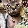 sphynx_cat, cat, pet, animal, close_up, portrait, blanket, cozy, indoor, feline, ears, green_eyes, skin, collar, bell, texture, soft, warm, comfort, domestic_animal