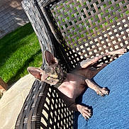 Suki is registered to the contest to win money with this photo: cat, sphynx_cat, hairless, outdoor, chair, woven_furniture, blue_cushion, sunlight, green_grass, backyard, patio, relaxed, pet, animal, feline, ears, eyes, whiskers, collar, shadow