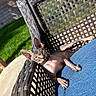 Suki is registered to the contest to win money with this photo: cat, sphynx_cat, hairless, outdoor, chair, woven_furniture, blue_cushion, sunlight, green_grass, backyard, patio, relaxed, pet, animal, feline, ears, eyes, whiskers, collar, shadow