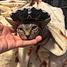 Suki is registered to the contest to win money with this photo: sphynx_cat, cat, hairless_cat, sombrero, hat, hand, blanket, cozy, indoor, pet, animal, portrait, cute, furless, domestic_cat, looking_at_camera, face, whiskers, ears, expression