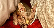 Suki joined the competition — help win amazing prizes! sphynx_cat, hairless_cat, cat, pet, animal, blanket, bed, red_blanket, cozy, indoor, resting, furless, wrinkled_skin, curious_eyes, cute, feline, close_up, soft_texture, comfort, relaxation