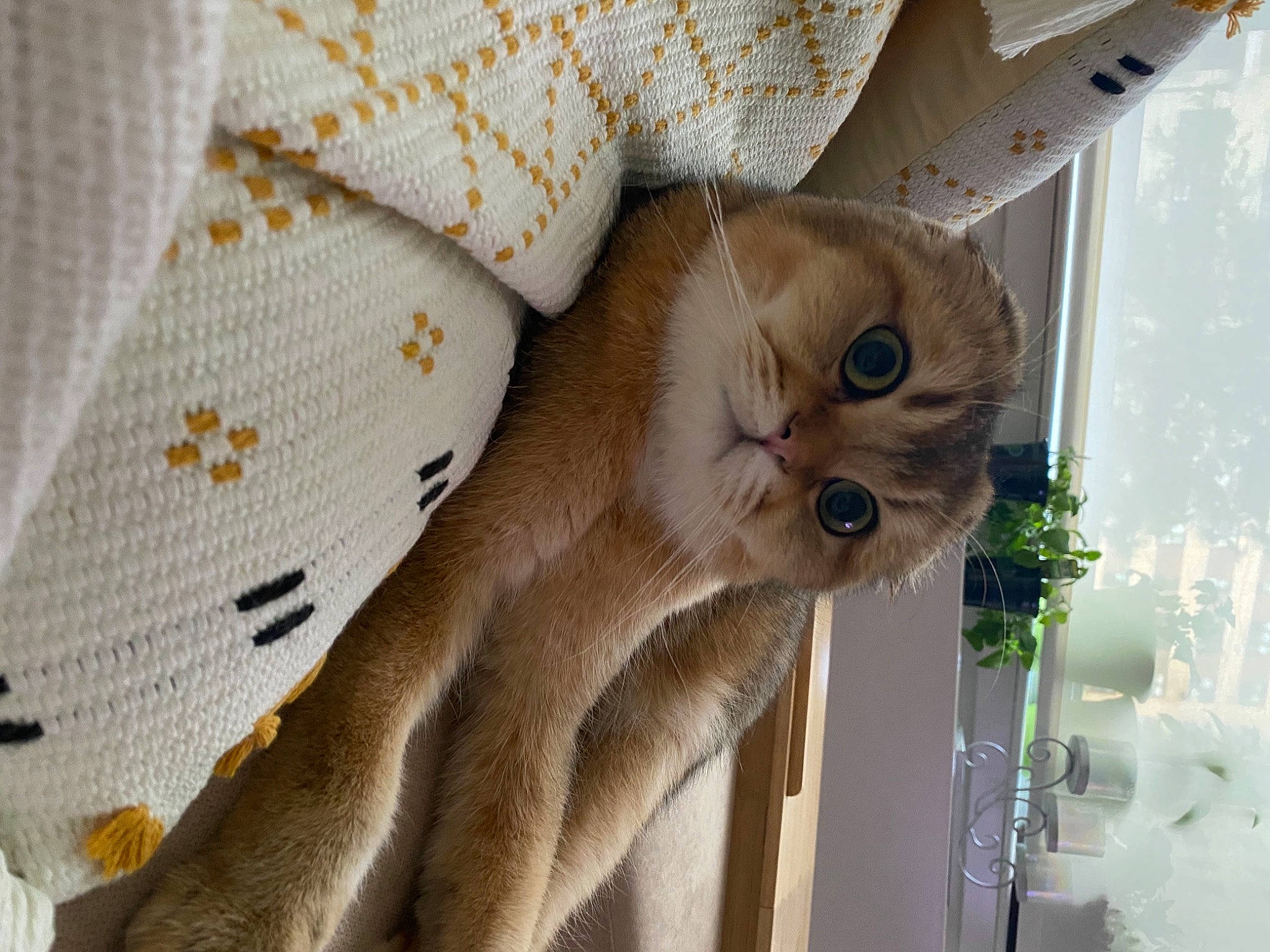 Hazelnut joined the competition — help win amazing prizes! beige, carnivore, cat, comfort, domestic_short_haired_cat, fawn, felidae, fur, linens, pattern, peach, plant, room, sleeve, small_to_medium_sized_cats, snout, tail, whiskers, wood