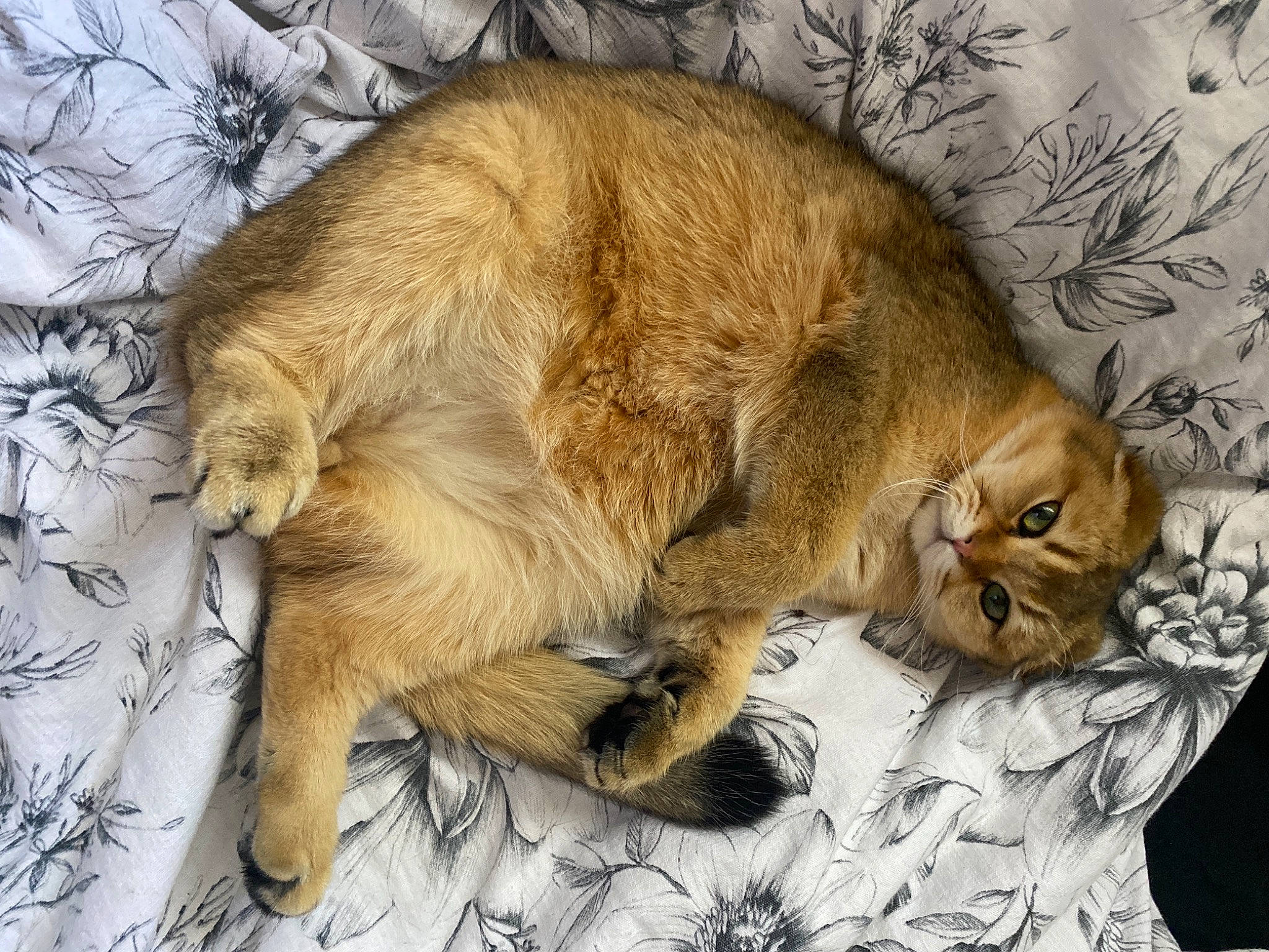 Hazelnut joined the competition — help win amazing prizes! carnivore, cat, claw, comfort, fawn, felidae, fur, nap, paw, sleep, small_to_medium_sized_cats, snout, tail, terrestrial_animal, whiskers, wildlife