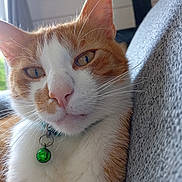 Saxe a rejoint le concours — aidez-le/la à gagner de superbes lots ! animal, cat, close_up, collar, couch, domestic_cat, ears, eyes, face, feline, fur, green_bell, indoor, nose, orange_and_white, pet, portrait, relaxed, soft_light, whiskers