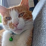 animal, cat, close_up, collar, couch, domestic_cat, ears, eyes, face, feline, fur, green_bell, indoor, nose, orange_and_white, pet, portrait, relaxed, soft_light, whiskers