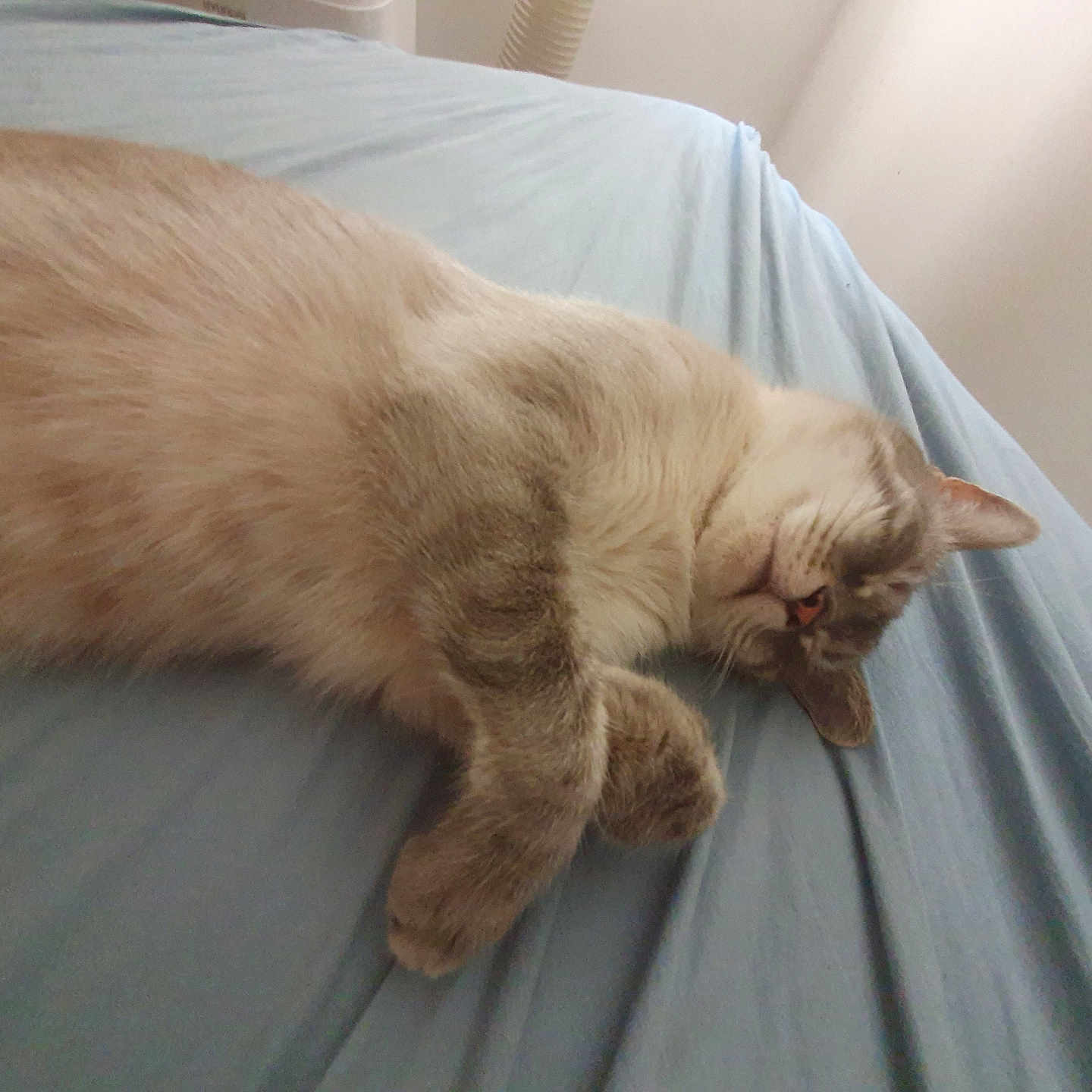 Nounours a rejoint le concours — aidez-le/la à gagner de superbes lots ! abyssinian, angora, animal, bed, bedroom, blanket, cat, couch, cushion, furniture, homedecor, indoors, kitten, linen, manx, person, pet, room, siamese, sleeping