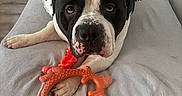Brutis Eeyore-Li is registered to the contest to win money with this photo: animal, antler_toy, bed, bedspread, black_and_white, cozy, dog, floor, furniture, home, indoor, looking_at_camera, lying_down, orange, pet, playful, red, relaxed, toy, wood_floor