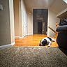 animal, black_and_white, calm, carpet, couch, dog, door, floor, home, house, indoor, light, living_room, pet, quiet, relaxing, resting, stairs, wall, wooden_floor
