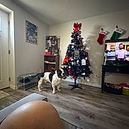 Brutis Eeyore-Li is registered to the contest to win money with this photo: bulldog, christmas_tree, couch, decorations, dog, door, flooring, foot, holiday, home, indoor, knee, living_room, ornaments, person, shelf, stockings, television, wall_art, window