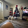 bulldog, christmas_tree, couch, decorations, dog, door, flooring, foot, holiday, home, indoor, knee, living_room, ornaments, person, shelf, stockings, television, wall_art, window