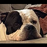 Obie is registered to the contest to win money with this photo: animal, black_and_white, bulldog, closeup, companion, couch, cozy, dog, ears, face, fur, home, indoor, muzzle, nose, pet, portrait, relaxed, resting, sleepy