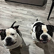 Obie is registered to the contest to win money with this photo: dog, black_and_white, pet, indoor, wooden_floor, flooring, furniture, couch, table_leg, two_dogs, sitting, looking_up, close_up, companion, animal, cute, domestic_animal, playful, friendly, canine