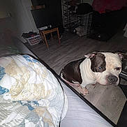 Obie joined the competition — help win amazing prizes! animal, bed, black_and_white, blanket, canine, comfort, crate, dog, domestic, flooring, furniture, home, house, indoor, living_room, pet, quilt, resting, television, wooden_floor