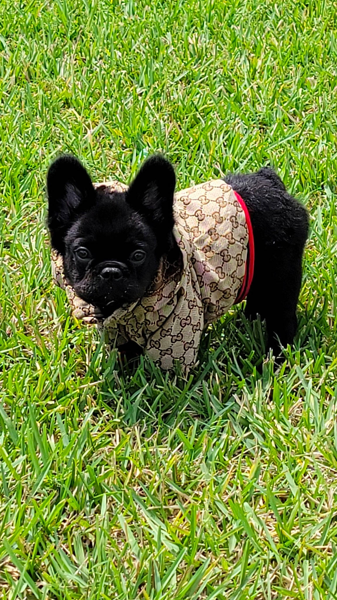 Stormy is registered to the contest to win money with this photo: bulldog, canidae, carnivore, companion_dog, dog, dog_breed, dog_supply, fawn, french_bulldog, grass, grassland, groundcover, pattern, plant, snout, sporting_group, tail, terrestrial_animal, toy_dog, working_animal