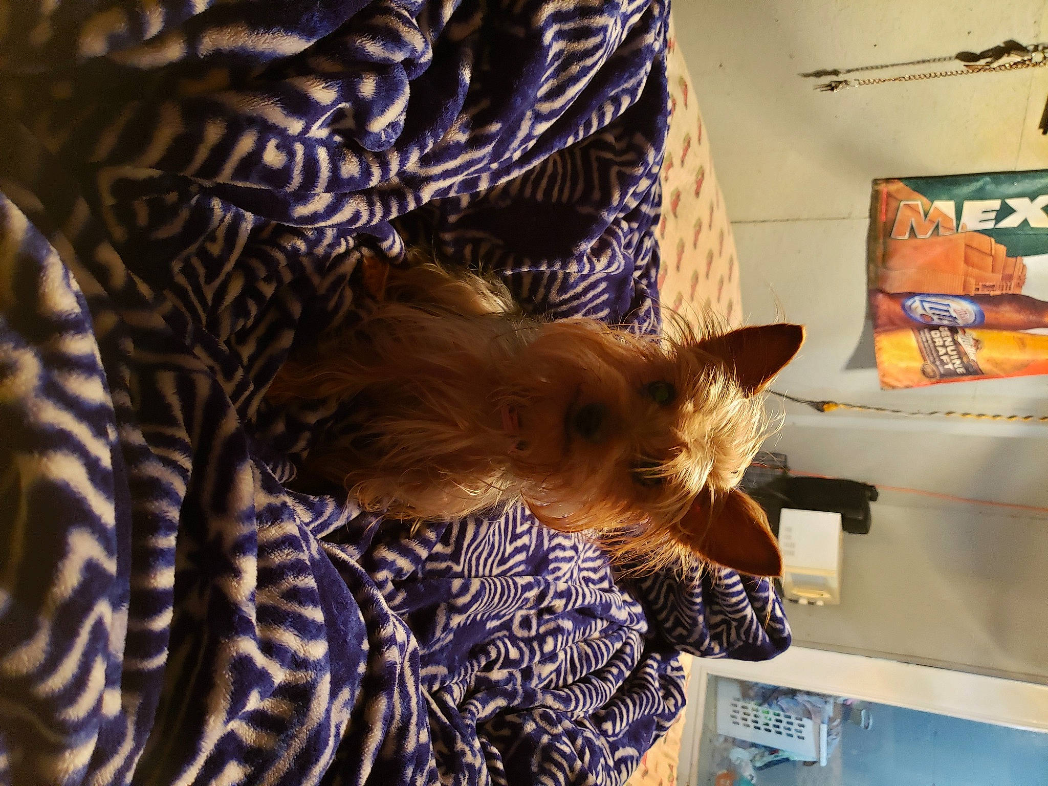 Channel is registered to the contest to win money with this photo: big_cats, carnivore, cat, comfort, domestic_short_haired_cat, fawn, felidae, fur, human_leg, linens, nap, pattern, plant, room, small_to_medium_sized_cats, tail, terrestrial_animal, tree, whiskers, wood