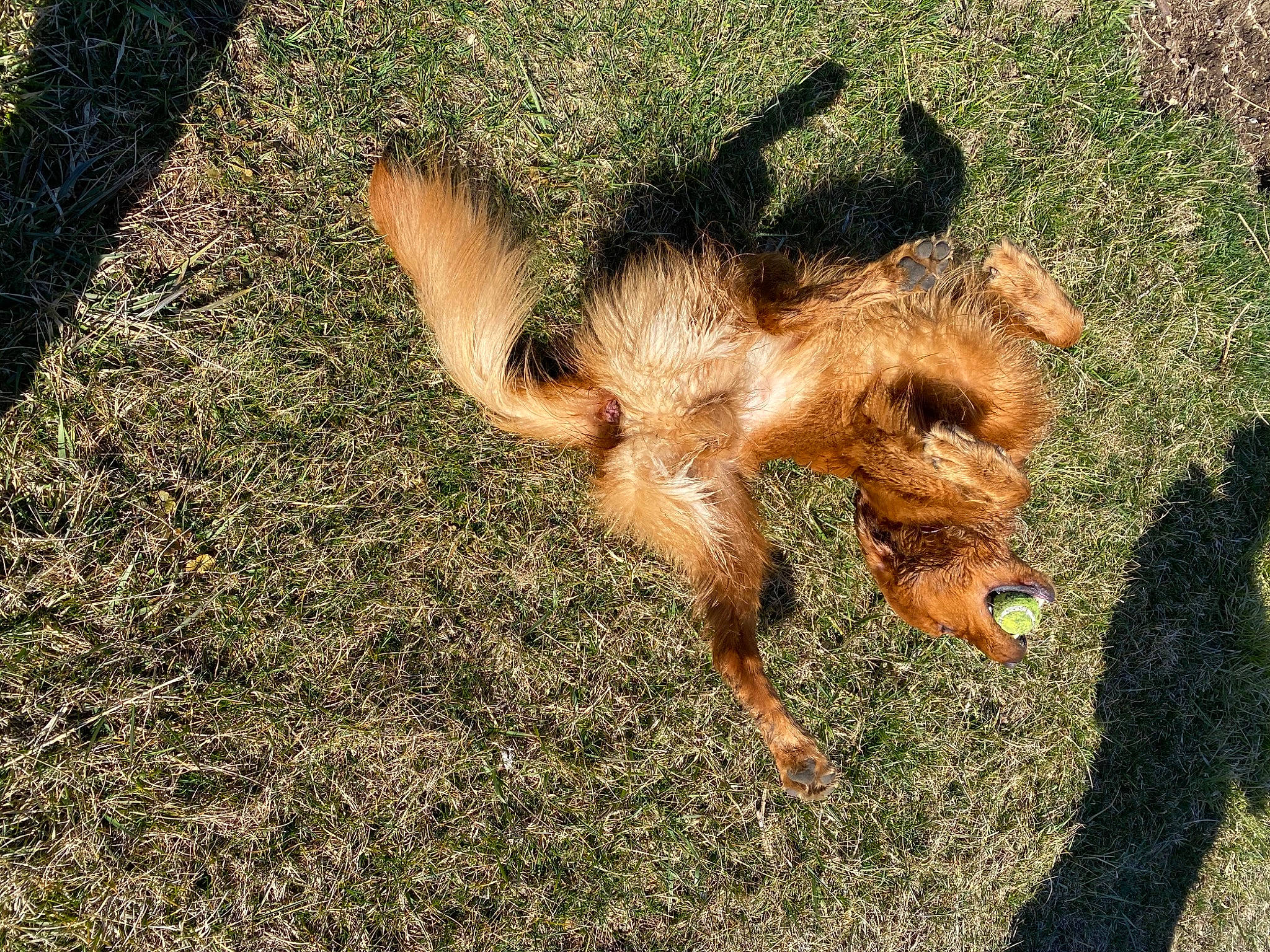 Duke is registered to the contest to win money with this photo: airedale_terrier, canidae, carnivore, dog, dog_breed, fawn, grass, mammal, sporting_group, terrier, welsh_terrier