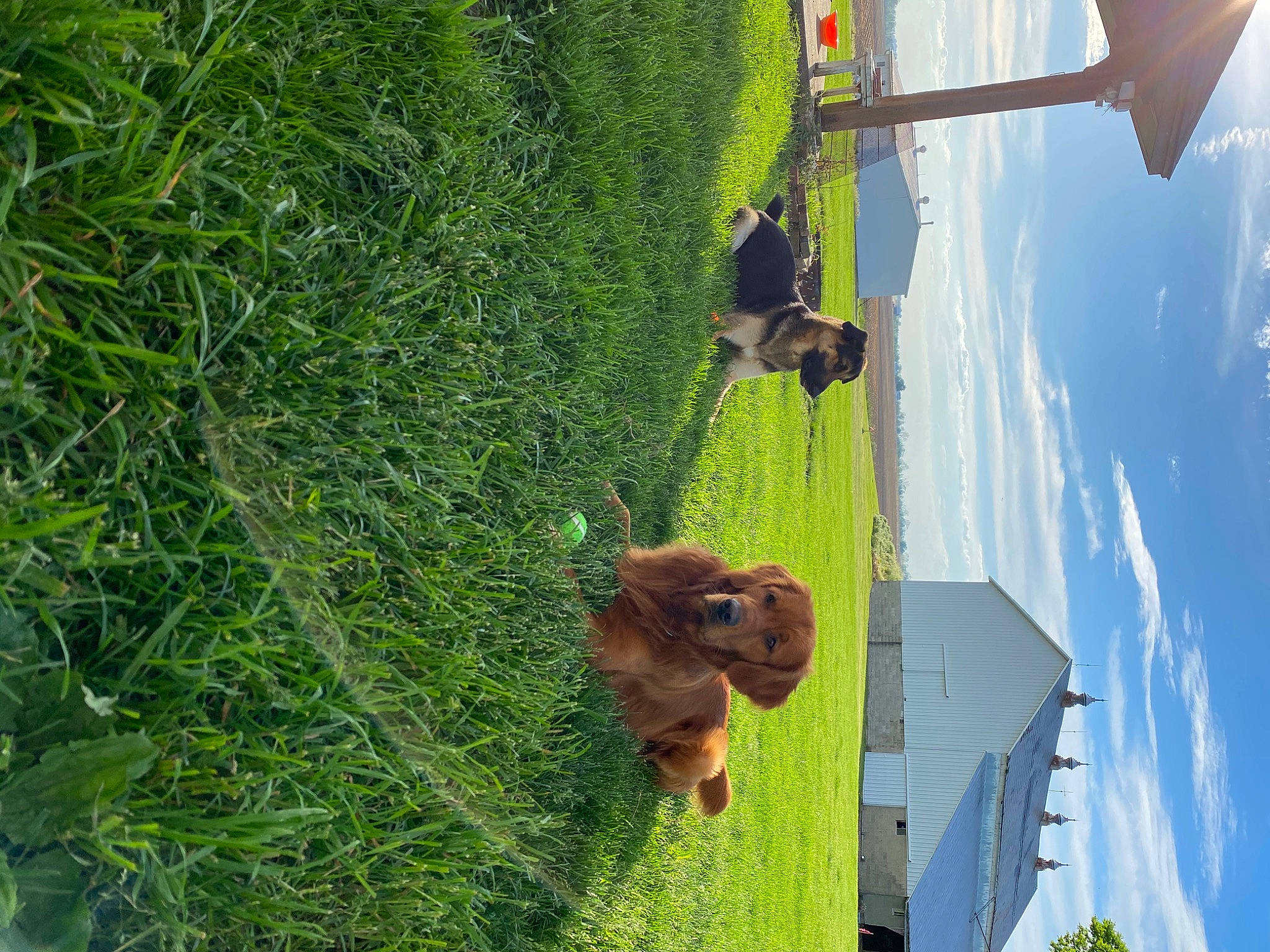 Duke joined the competition — help win amazing prizes! canidae, dog, english_cocker_spaniel, fawn, grass, green, organism, plant, sporting_group