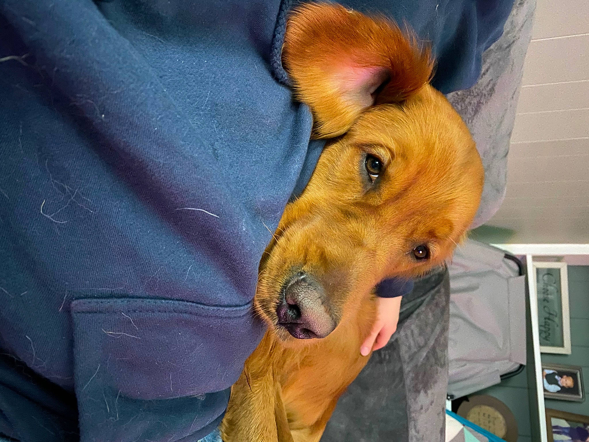 Duke joined the competition — help win amazing prizes! canidae, carnivore, companion_dog, dog, dog_breed, ear, fawn, mammal, snout, sporting_group, street_dog, vertebrate