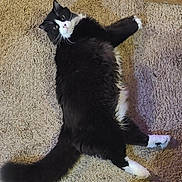 Goose is registered to the contest to win money with this photo: cat, black_and_white, fluffy, carpet, pet, indoor, relaxed, lying_down, curious, whiskers, tail, paw, feline, domestic_animal, cute, fur, animal, home, resting, looking_up