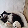 Goose is registered to the contest to win money with this photo: cat, pet_bed, fluffy, black_and_white, paws, relaxed, indoor, cozy, feline, resting, fur, cute, animal, sleepy, home, soft, comfortable, bed, striped, whiskers