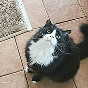 Goose joined the competition — help win amazing prizes! animal, black_and_white, carpet, cat, close_up, curious, cute, domestic, feline, fluffy, fur, green_eyes, indoor, looking_up, pet, sitting, tail, tiled_floor, whiskers, white_paws