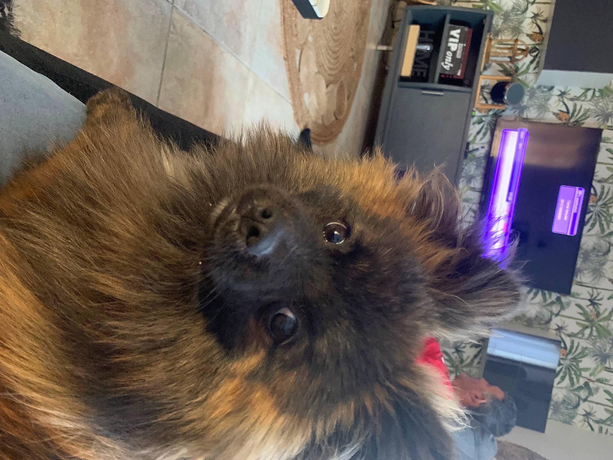 Joy participe au concours pour gagner de l'argent avec cette photo : canidae, carnivore, claw, companion_dog, dog_breed, fawn, felidae, flooring, fur, liver, natural_material, paw, small_to_medium_sized_cats, snout, tail, terrestrial_animal, whiskers, wood, working_animal