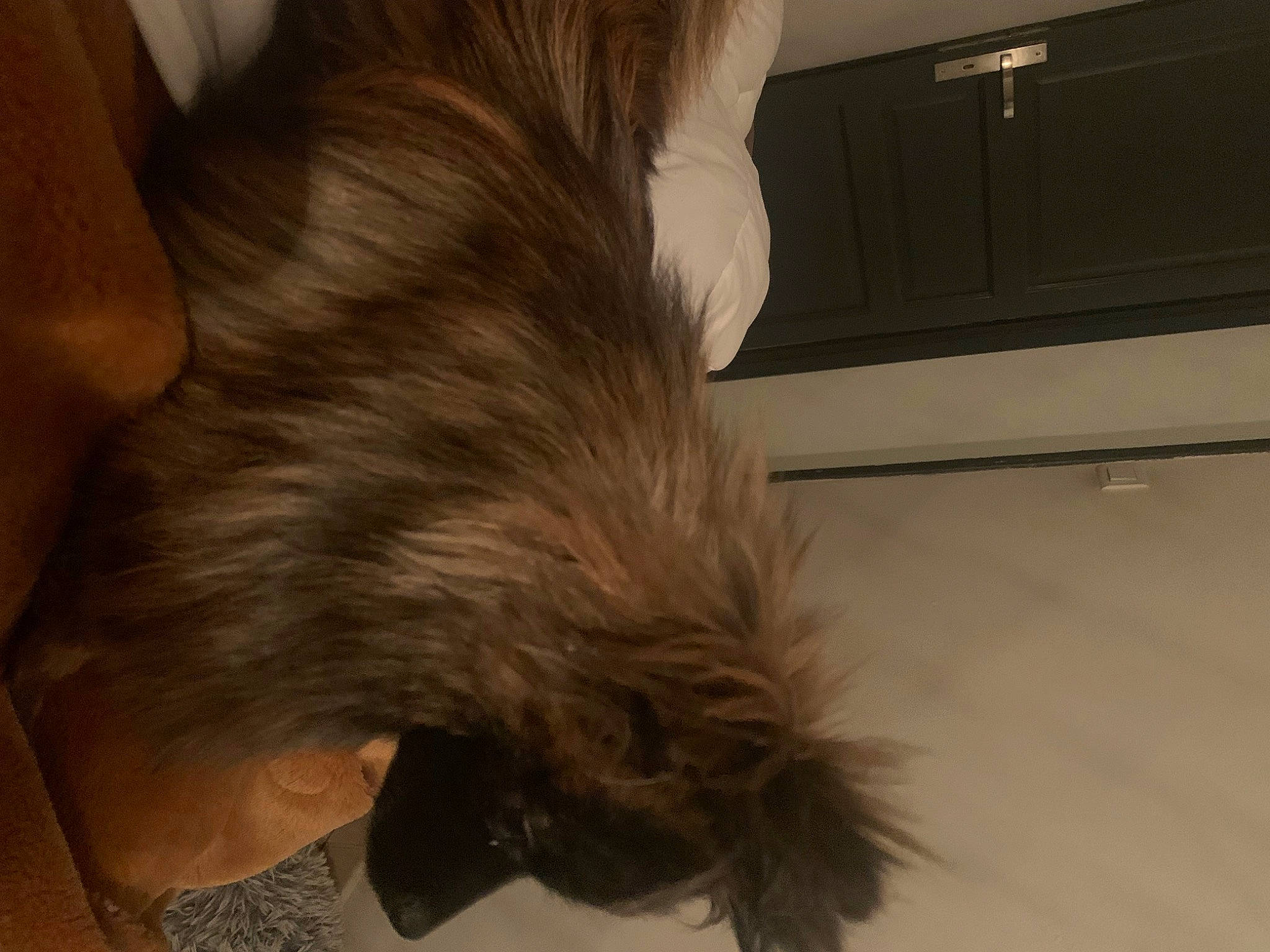 Joy participe au concours pour gagner de l'argent avec cette photo : bed, carnivore, claw, comfort, companion_dog, dog_breed, fawn, felidae, floor, flooring, fur, hardwood, human_leg, liver, small_to_medium_sized_cats, sporting_group, tail, toy_dog, whiskers, wood