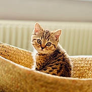 Kobi a rejoint le concours — aidez-le/la à gagner de superbes lots ! cat, kitten, tabby, basket, woven, pet, animal, feline, cute, indoor, curious, young, fur, whiskers, ears, portrait, closeup, cozy, soft_light, blurred_background