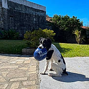 Ukso participe au concours pour gagner de l'argent avec cette photo : dog, ball, outdoor, sunny, grass, patio, stone_wall, greenery, blue_sky, playful, pet, animal, sitting, shadow, daylight, garden, leisure, cute, young_dog, black_and_white