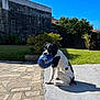dog, ball, outdoor, sunny, grass, patio, stone_wall, greenery, blue_sky, playful, pet, animal, sitting, shadow, daylight, garden, leisure, cute, young_dog, black_and_white
