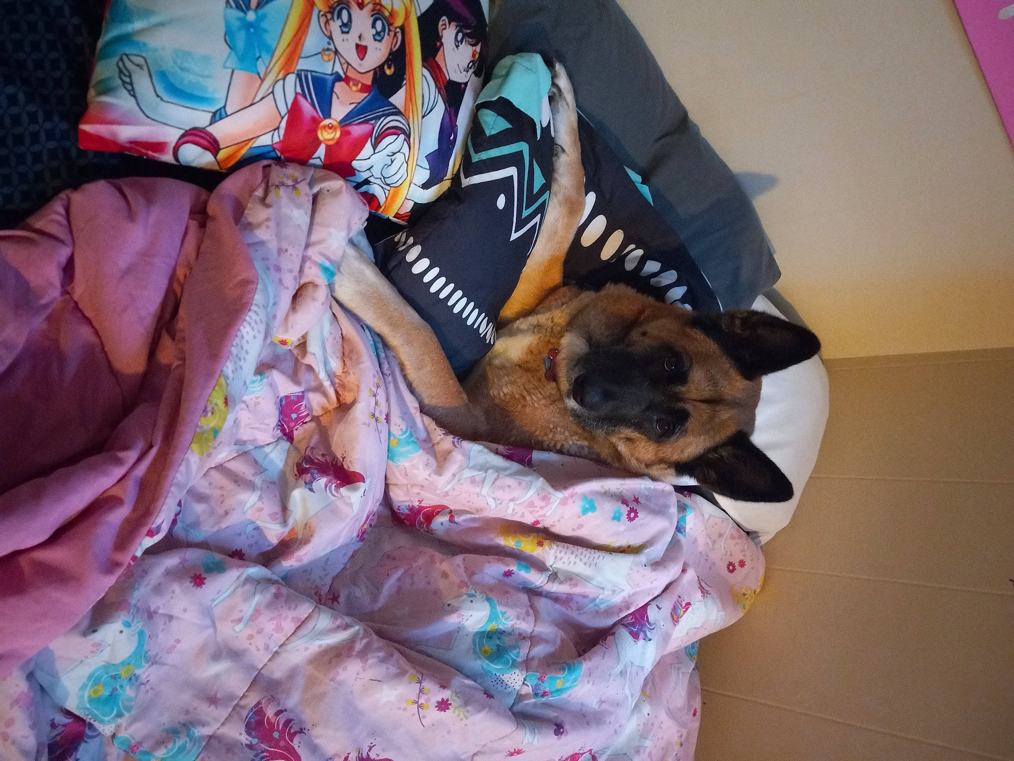 Spirit joined the competition — help win amazing prizes! bag, bed_sheet, bedding, bedroom, canidae, carnivore, comfort, companion_dog, couch, dog_breed, fawn, felidae, fur, linens, luggage_and_bags, pattern, room, small_to_medium_sized_cats, sporting_group, t_shirt