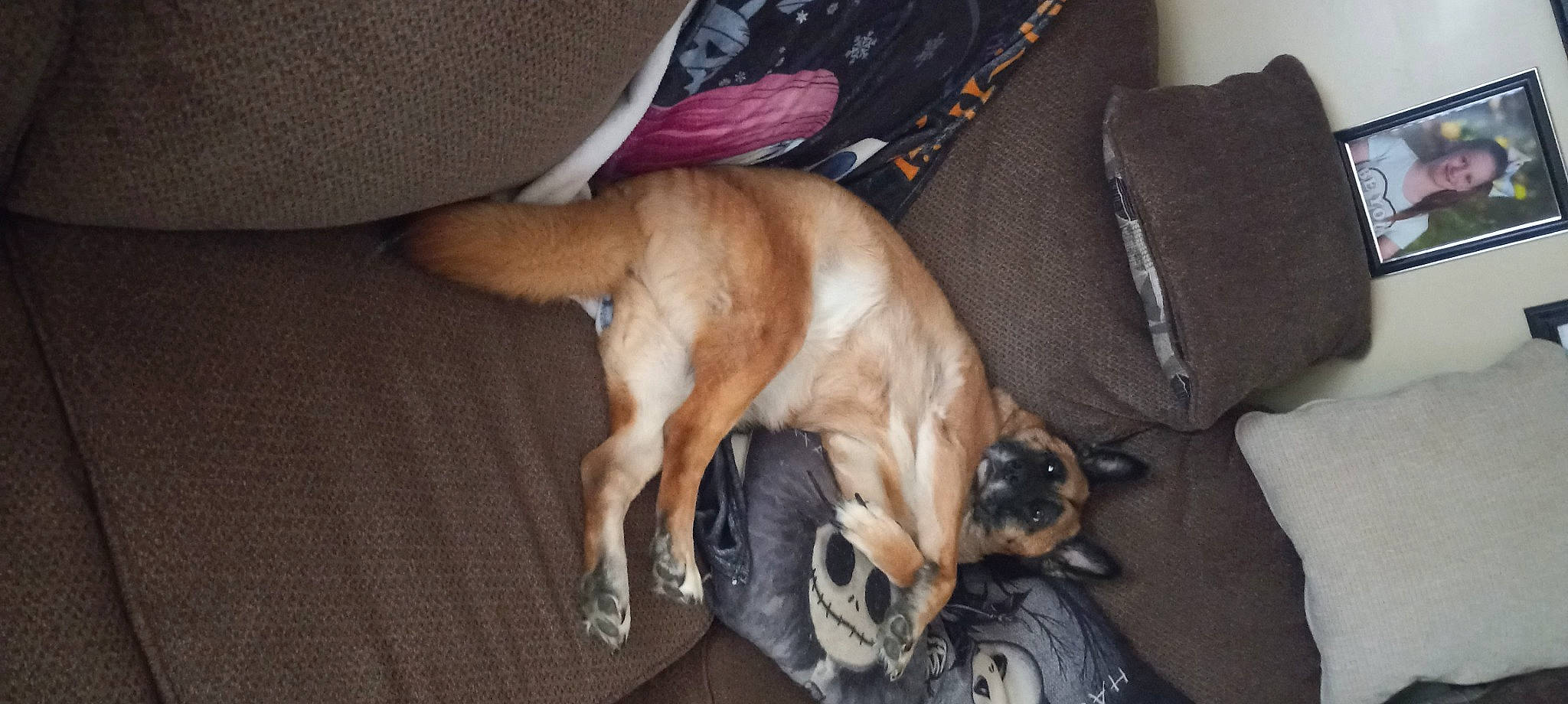 Spirit joined the competition — help win amazing prizes! ball, carnivore, comfort, companion_dog, couch, dog, dog_breed, felidae, flooring, fur, hardwood, non_sporting_group, paw, small_to_medium_sized_cats, snout, tail, toy_dog, whiskers, wood, working_animal