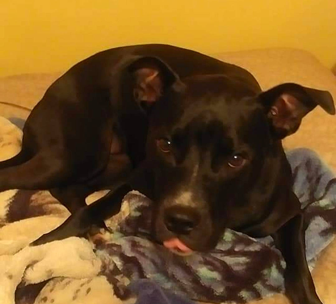 Skye joined the competition — help win amazing prizes! canidae, carnivore, comfort, companion_dog, dog, dog_breed, ear, fawn, guard_dog, liver, non_sporting_group, paw, snout, sporting_group, terrestrial_animal, toy_dog, whiskers, working_animal, working_dog